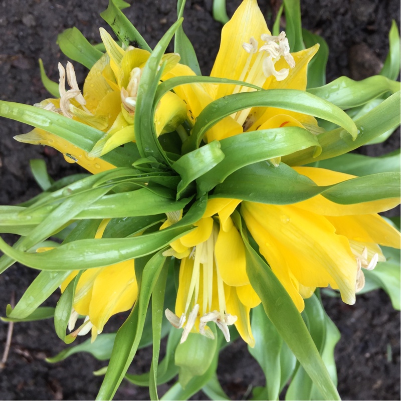 Fritillaria imperialis 'Maxima Lutea' syn. Fritillaria imperialis 'Lutea Maxima'