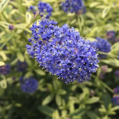 Ceanothus 'Lemon and Lime'