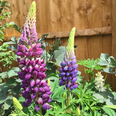 Lupinus 'Gallery Blue'