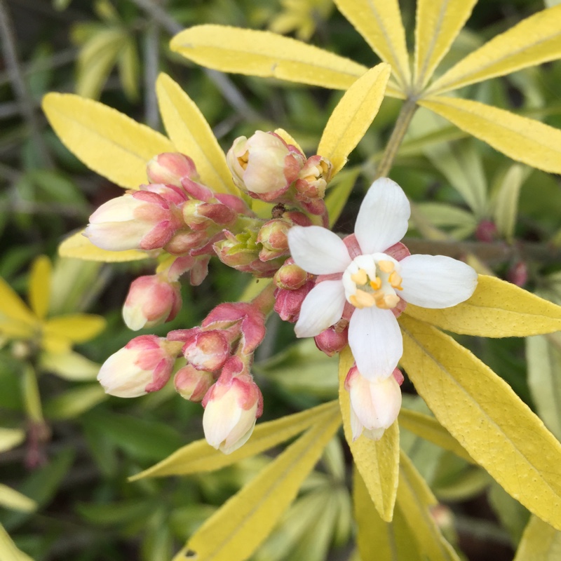 Choisya Ternata 'Sundance'