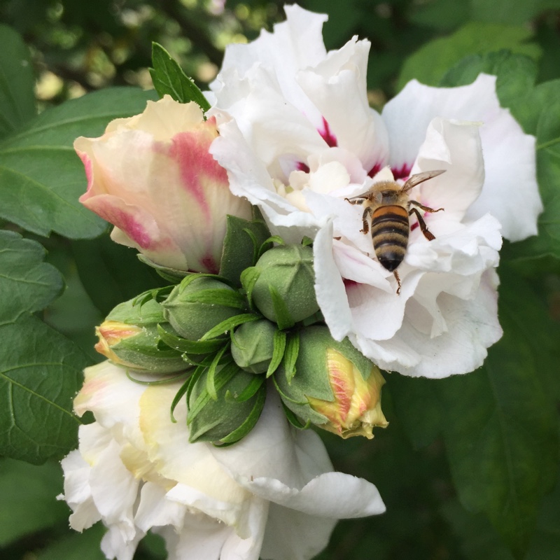 Hibiscus Syriacus 'Red Heart'