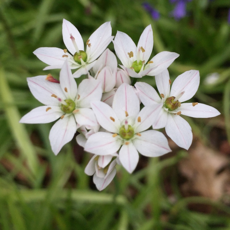 Plant image Allium subhirsutum