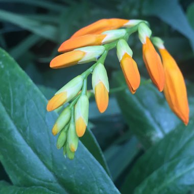 Crocosmia x crocosmiiflora 'Buttercup'