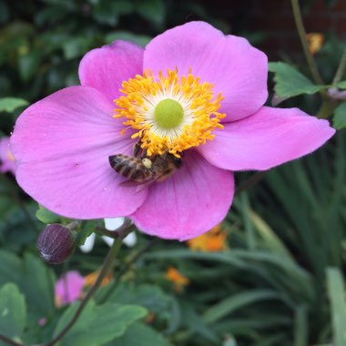 Anemone Hupehensis var. japonica 'Splendens'