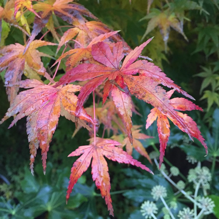 Plant image Acer Palmatum 'Crippsii'