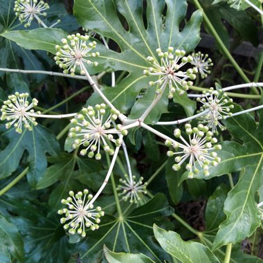 Fatsia japonica  syn. Aralia japonica