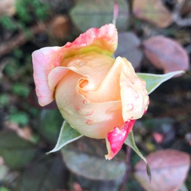 Rosa 'Ausbrother' syn. Rosa 'Lady Emma Hamilton'