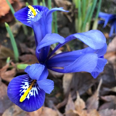 Iris 'Harmony' syn. Iris reticulata 'Harmony'