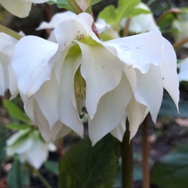 Helleborus x hybridus 'Double Ellen White' (Double Ellen Series)