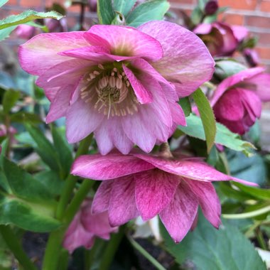 Helleborus x hybridus 'Harvington Double Pink'