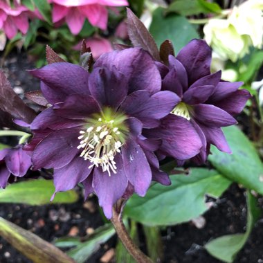 Helleborus x hybridus 'Harvington Double Purple Cascade'