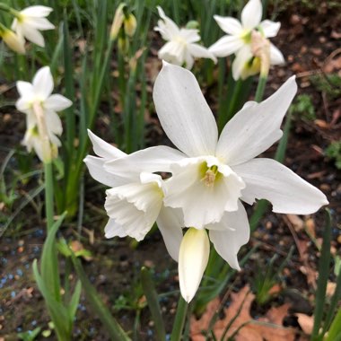 Narcissus 'Thalia' syn. Narcissus triandrus 'Thalia'