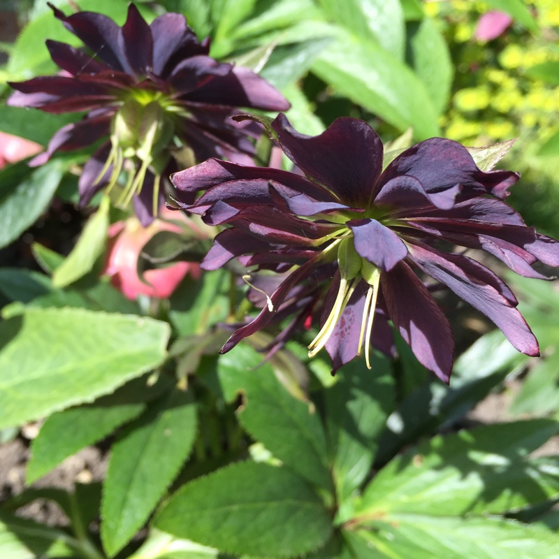 Helleborus x hybridus 'Harvington Double Purple Cascade'