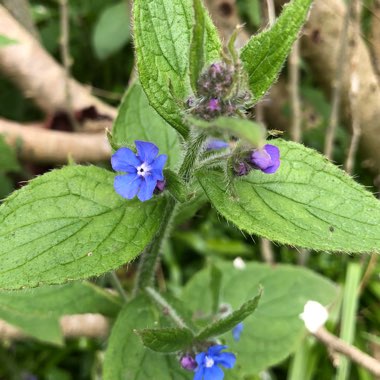 Pentaglottis Sempervirens