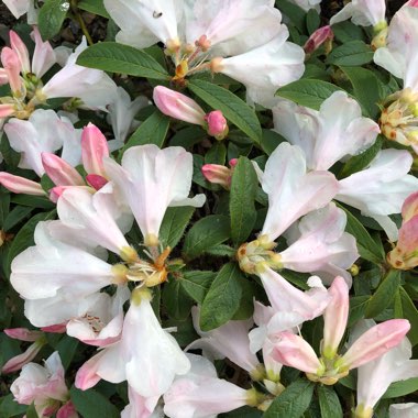 Rhododendron 'Tinkerbird'