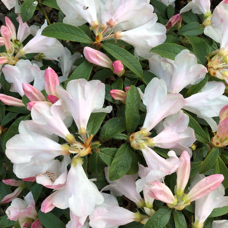 Plant image Rhododendron 'Tinkerbird'