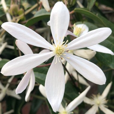 Clematis armandii 'Enham Star'