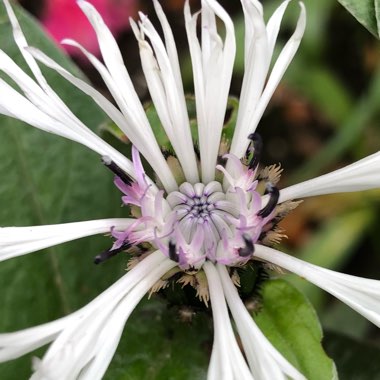 Centaurea 'Amethyst on Ice'