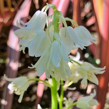 Hyacinthoides hispanica 'Alba'