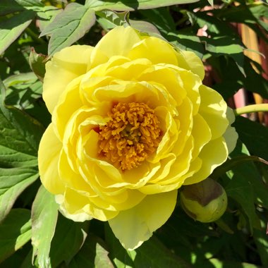 Paeonia x suffruticosa 'Hai Huang' syn. Paeonia x lemoinei 'High Noon'