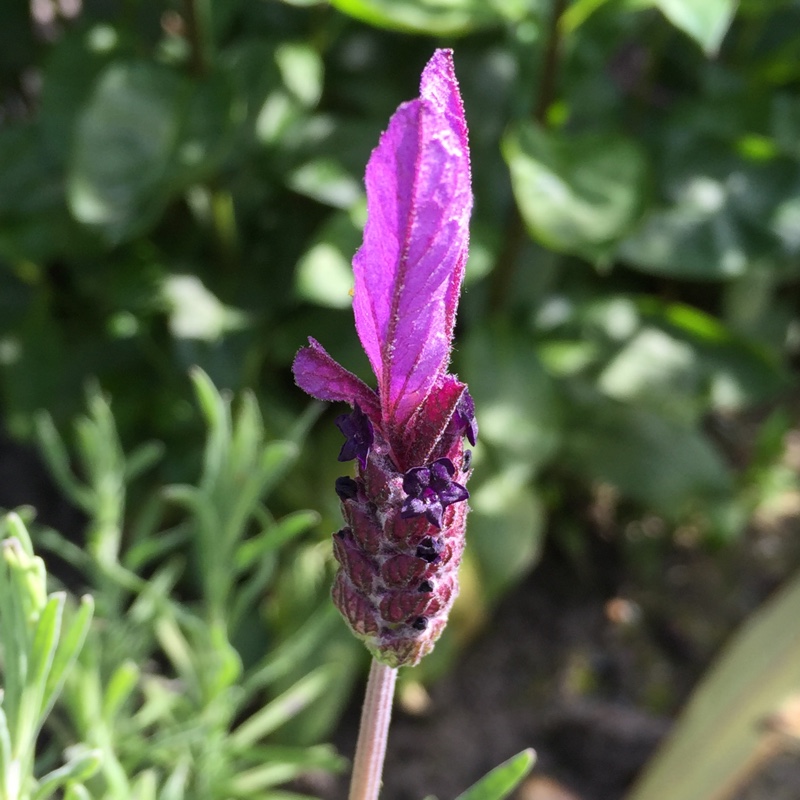 Lavandula pedunculata subsp. pedunculata syn. Lavandula stoechas subsp. pedunculata, Lavandula stoechas 'Papillon'