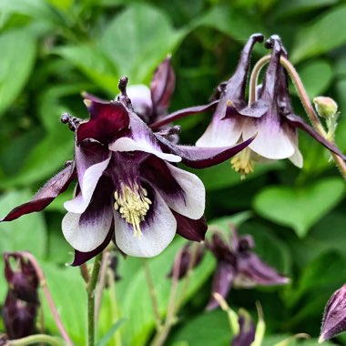 Aquilegia vulgaris 'William Guiness'