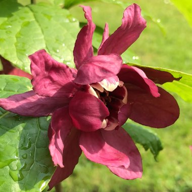 Calycanthus x raulstonii 'Hartlage Wine' syn. Sinocalycanthus raulstonii 'Hartlage Wine'