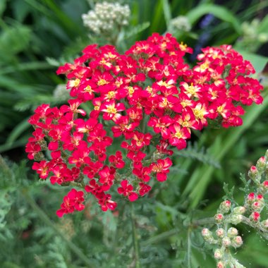 Achillea millefolium 'Summerwine'