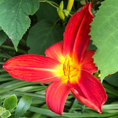 Hemerocallis 'Berlin Red Velvet'