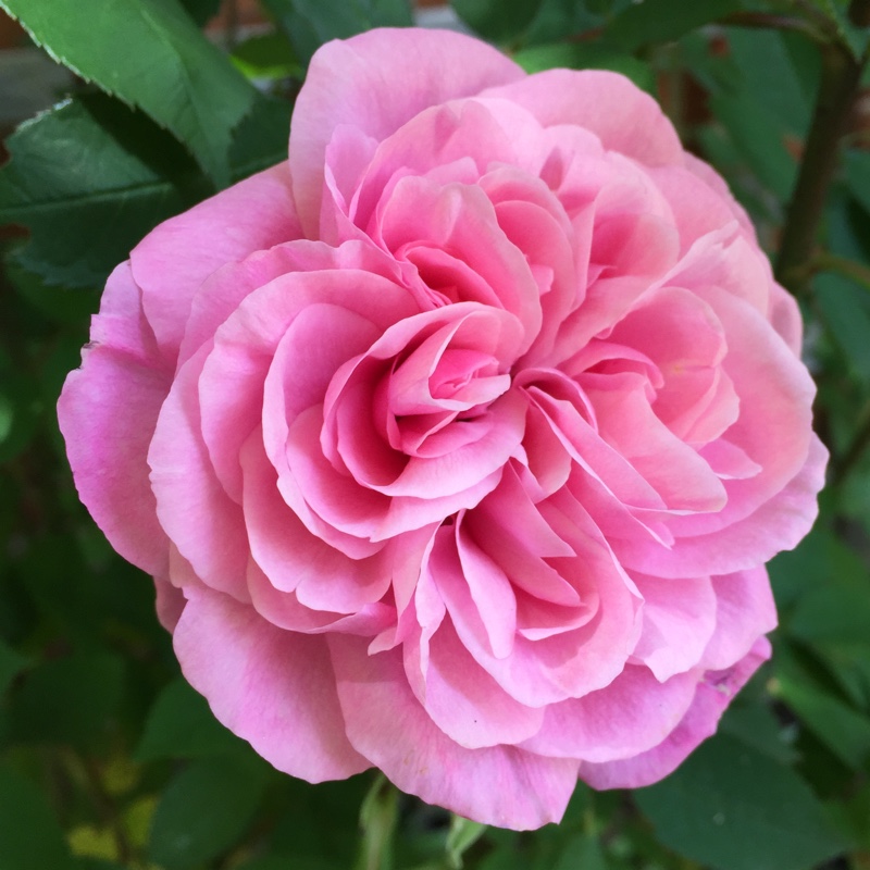 Rosa 'Ausbord' syn. Rosa 'Gertrude Jekyll'