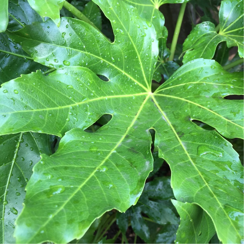 Fatsia japonica syn. Aralia japonica ; Aralia sieboldii de Vriese ...