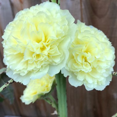 Alcea rosea 'Chater's Double Group Yellow'