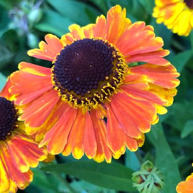 Helenium 'Mardi Gras'