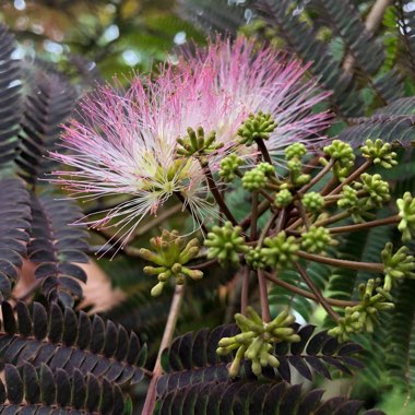 Albizia julibrissin 'Summer Chocolate'