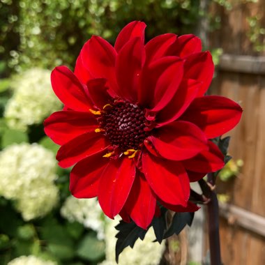 Dahlia 'Bishop of Llandaff'