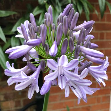 Agapanthus 'Maureen'