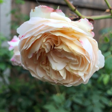 Rosa 'Ausprior' syn. Rosa 'Claire Austin'