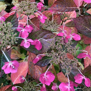 Hydrangea macrophylla 'Normalis'