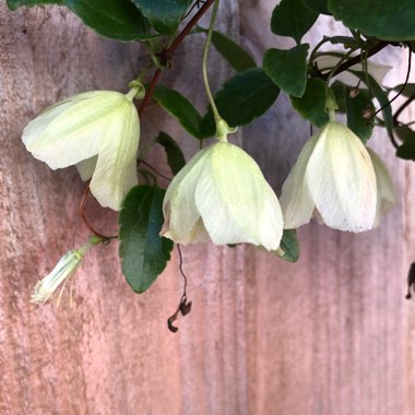 Clematis cirrhosa 'Wisley Cream'