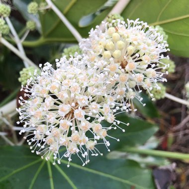 Fatsia japonica  syn. Aralia japonica