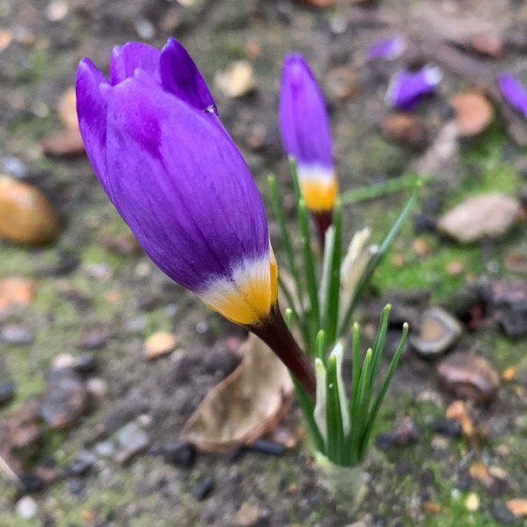 Plant image Crocus sieberi subsp. sublimis 'Tricolor' syn. Crocus sieberi subsp. sublimis f. tricolor