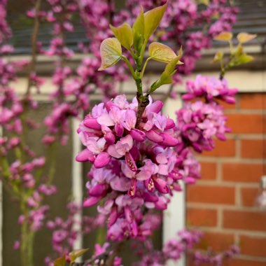 Cercis Chinensis 'Avondale'