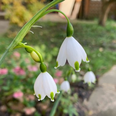 Leucojum aestivum 'Gravetye Giant'