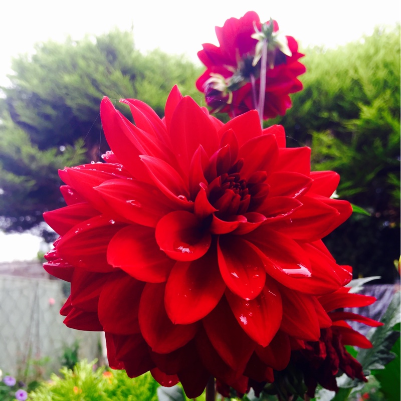 Dahlia 'Arabian Night' (Decorative)