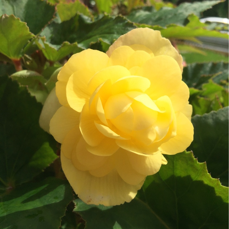 Tuberous Begonia 'Nonstop Mix'