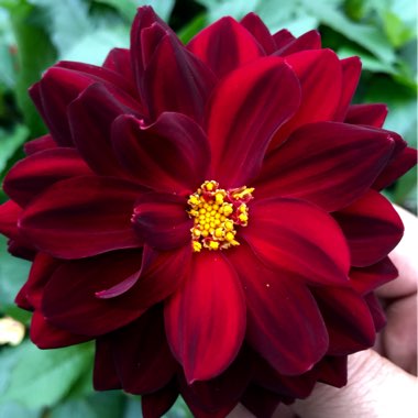 Dahlia 'Arabian Night' (Decorative)