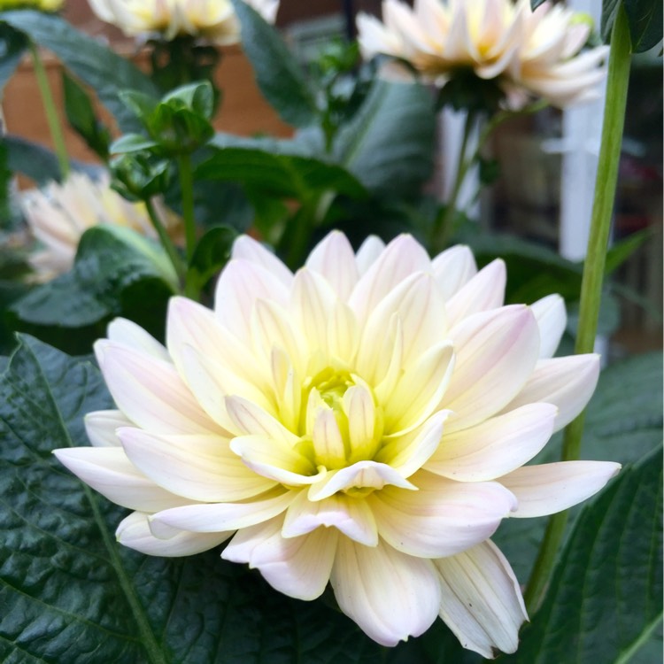 Plant image Dahlia 'Diana's Memory'