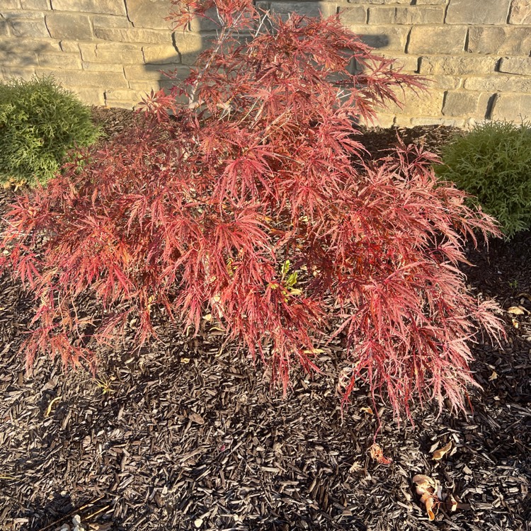 Plant image Acer palmatum 'Hana matoi'