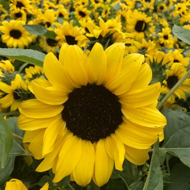 Sunflower 'Little Dorrit'