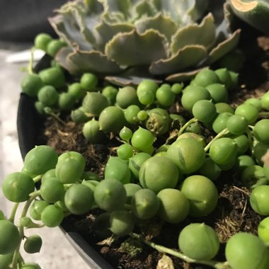 String of Pearls